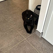 Yoka a rejoint le concours — aidez-le/la à gagner de superbes lots ! animal, blackcat, cat, door, hardwood, indoors, interiordesign, kitten, manx, path, pet, slate, tile, walkway, wood