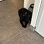 animal, blackcat, cat, door, hardwood, indoors, interiordesign, kitten, manx, path, pet, slate, tile, walkway, wood