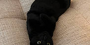 Yoka participe au concours pour gagner de l'argent avec cette photo : animal, architecture, armchair, blackcat, building, cat, chair, couch, cushion, furniture, homedecor, indoors, kitten, livingroom, manx, person, pet, room, sleeping