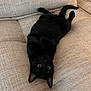 animal, architecture, armchair, blackcat, building, cat, chair, couch, cushion, furniture, homedecor, indoors, kitten, livingroom, manx, person, pet, room, sleeping