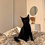 animal, bed, bedroom, bedsheet, blackcat, blanket, cat, computer, couch, cushion, dormroom, furniture, homedecor, indoors, interiordesign, kitten, manx, pet, quilt, room