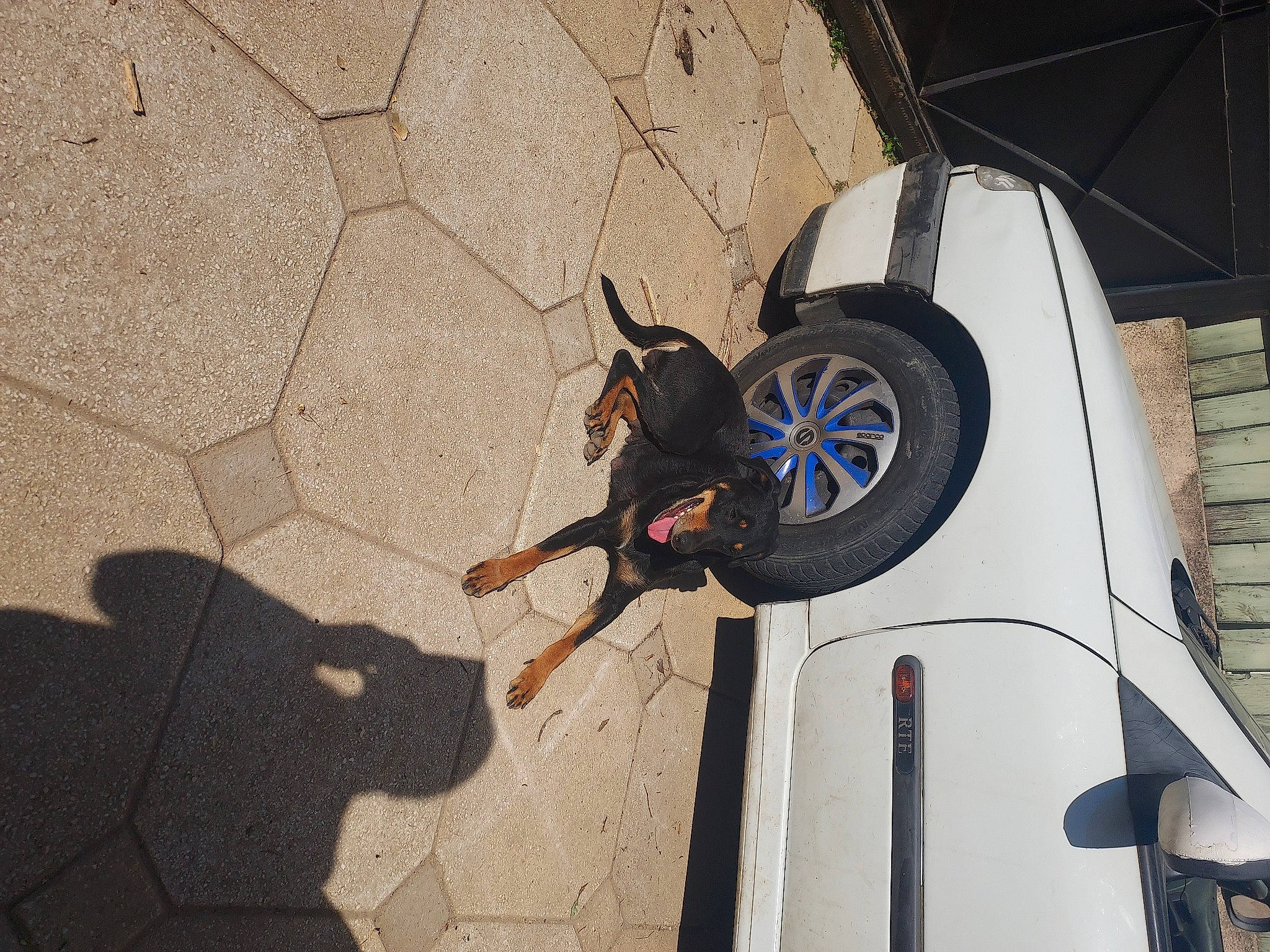 Louna participe au concours pour gagner de l'argent avec cette photo : automotive_design, automotive_exterior, automotive_lighting, automotive_tire, automotive_wheel_system, carnivore, dog, fender, flooring, hood, hubcap, motor_vehicle, rim, road_surface, tire, tire_care, tread, vehicle, vehicle_door, wheel