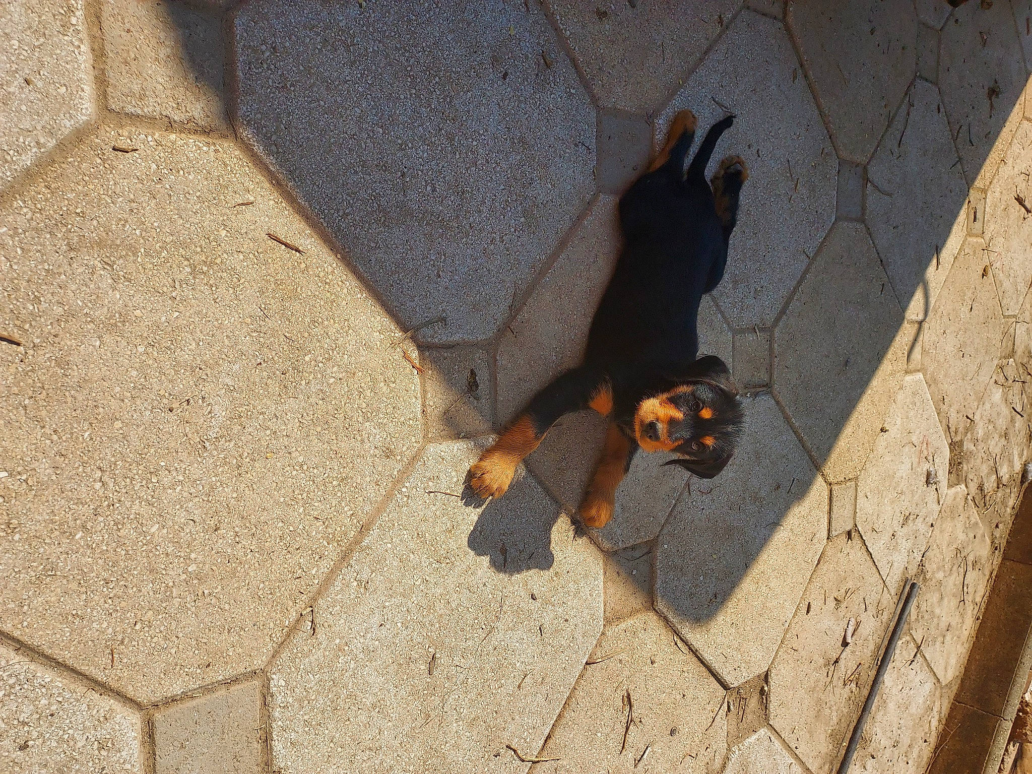 Louna a rejoint le concours — aidez-le/la à gagner de superbes lots ! asphalt, canidae, carnivore, companion_dog, concrete, dog, dog_breed, floor, flooring, grass, paw, road_surface, shadow, sidewalk, sporting_group, tail, tar, tints_and_shades, toy_dog, wood