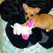 Dick participe au concours pour gagner de l'argent avec cette photo : dog, puppy, tan_dog, plush_toy, pink_ears, black_blanket, cushion, floral_pattern, floor_tile, indoor, pet, cute, small_dog, animal, laying_down, looking_at_camera, cozy, soft_toy, resting, domestic