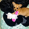 dog, puppy, tan_dog, plush_toy, pink_ears, black_blanket, cushion, floral_pattern, floor_tile, indoor, pet, cute, small_dog, animal, laying_down, looking_at_camera, cozy, soft_toy, resting, domestic