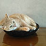 animal, black_bowl, bowl, cat, cream_fur, curled_up, cute, ears, green_eyes, home, indoor, orange_cat, paws, pet, portrait, reflection, relaxed, sleepy, whiskers, wooden_table