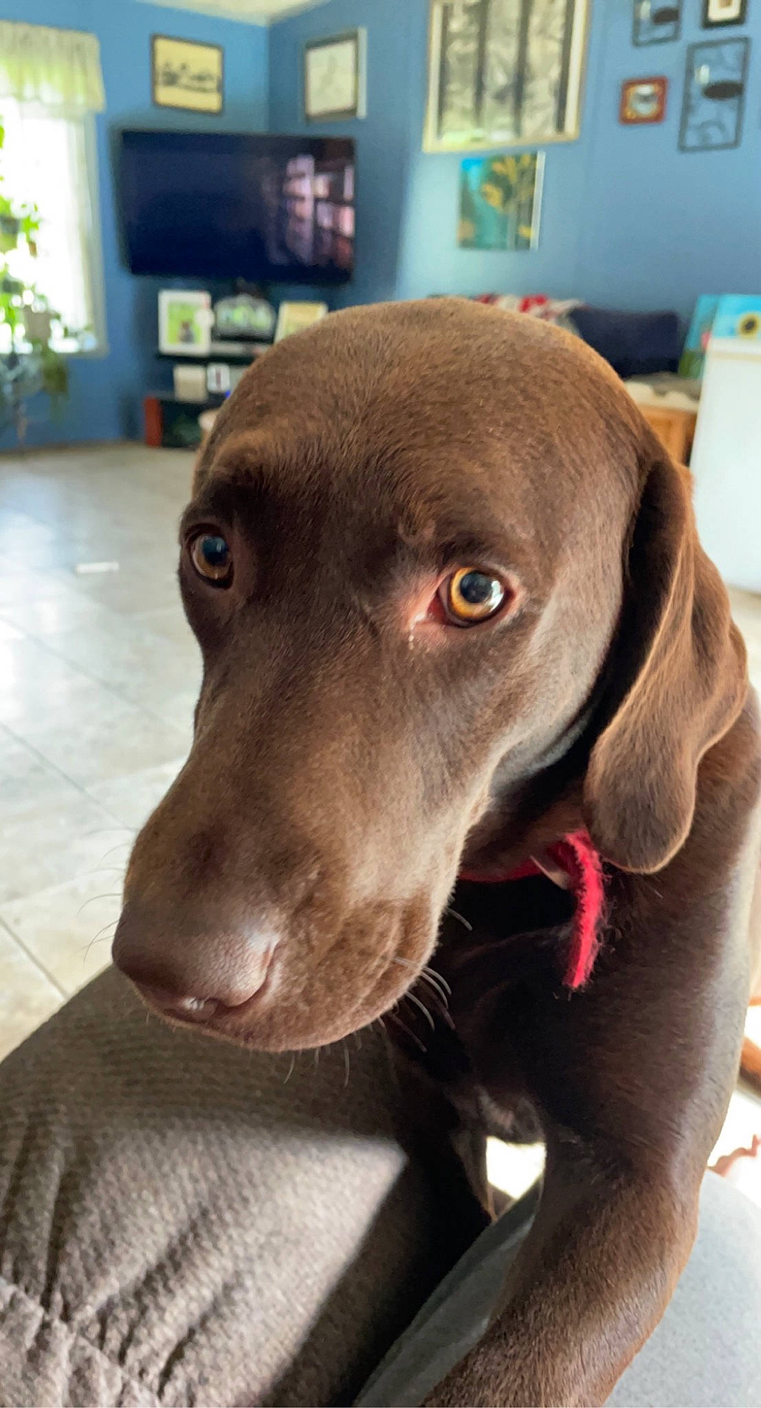 Maddie joined the competition — help win amazing prizes! canidae, carnivore, collar, companion_dog, dog, dog_breed, dog_collar, fawn, gun_dog, home_appliance, houseplant, liver, metal, pet_supply, plant, snout, sporting_group, television, whiskers, working_animal