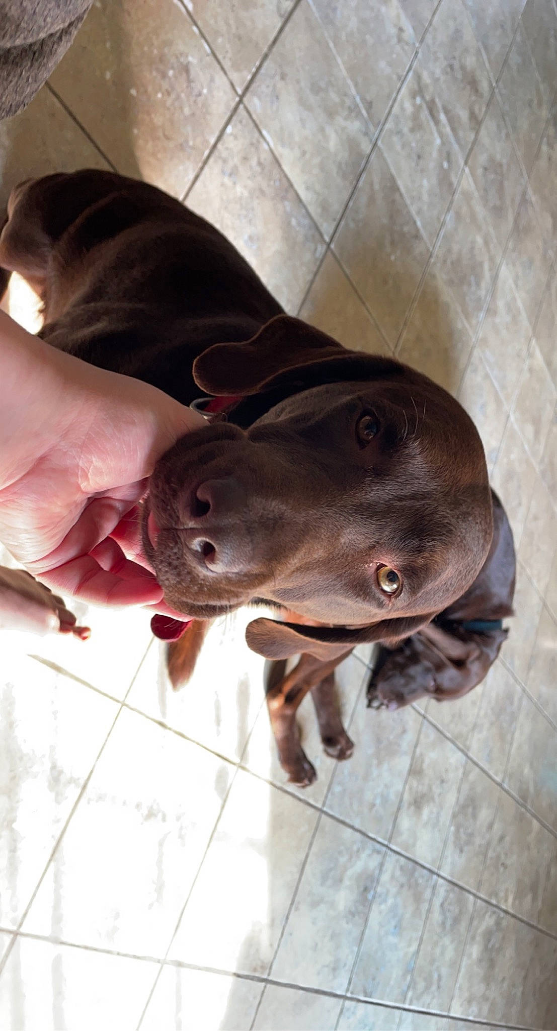 Maddie joined the competition — help win amazing prizes! carnivore, dog, dog_breed, fawn, liver, metal, snout, sporting_group, terrestrial_animal, whiskers, working_animal