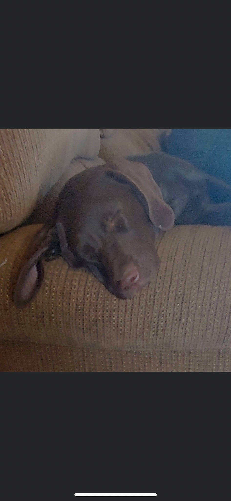 Maddie is registered to the contest to win money with this photo: carnivore, comfort, companion_dog, dog, dog_breed, flooring, foot, fur, labrador_retriever, liver, nap, non_sporting_group, paw, sky, snout, sporting_group, tail, terrestrial_animal, whiskers, working_animal