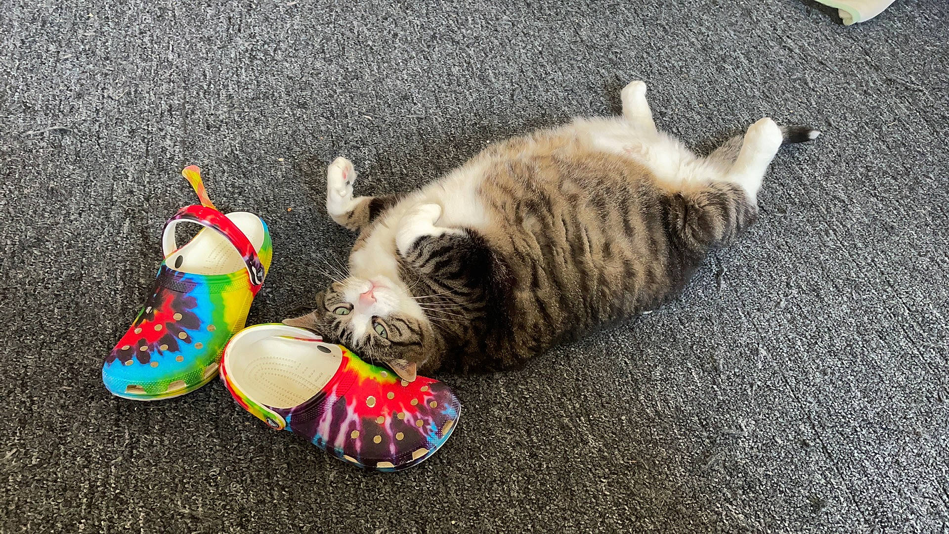 Otheo is registered to the contest to win money with this photo: art, asphalt, carmine, carnivore, cat, domestic_short_haired_cat, fawn, felidae, flooring, foot, grass, human_leg, nail, paw, road_surface, small_to_medium_sized_cats, snout, tail, toe, whiskers