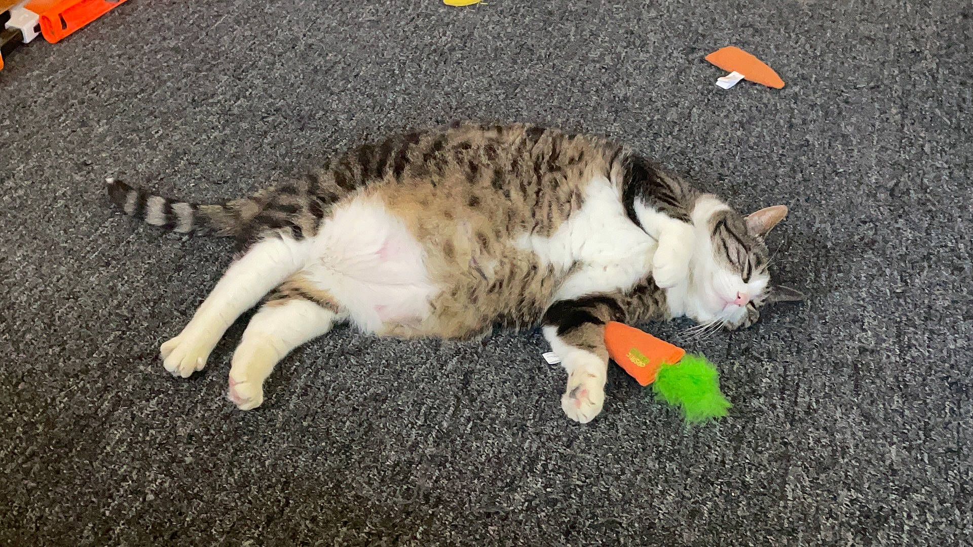 Otheo is registered to the contest to win money with this photo: carnivore, cat, claw, domestic_short_haired_cat, felidae, fruit, fur, grass, paw, sand, small_to_medium_sized_cats, tail, terrestrial_animal, whiskers