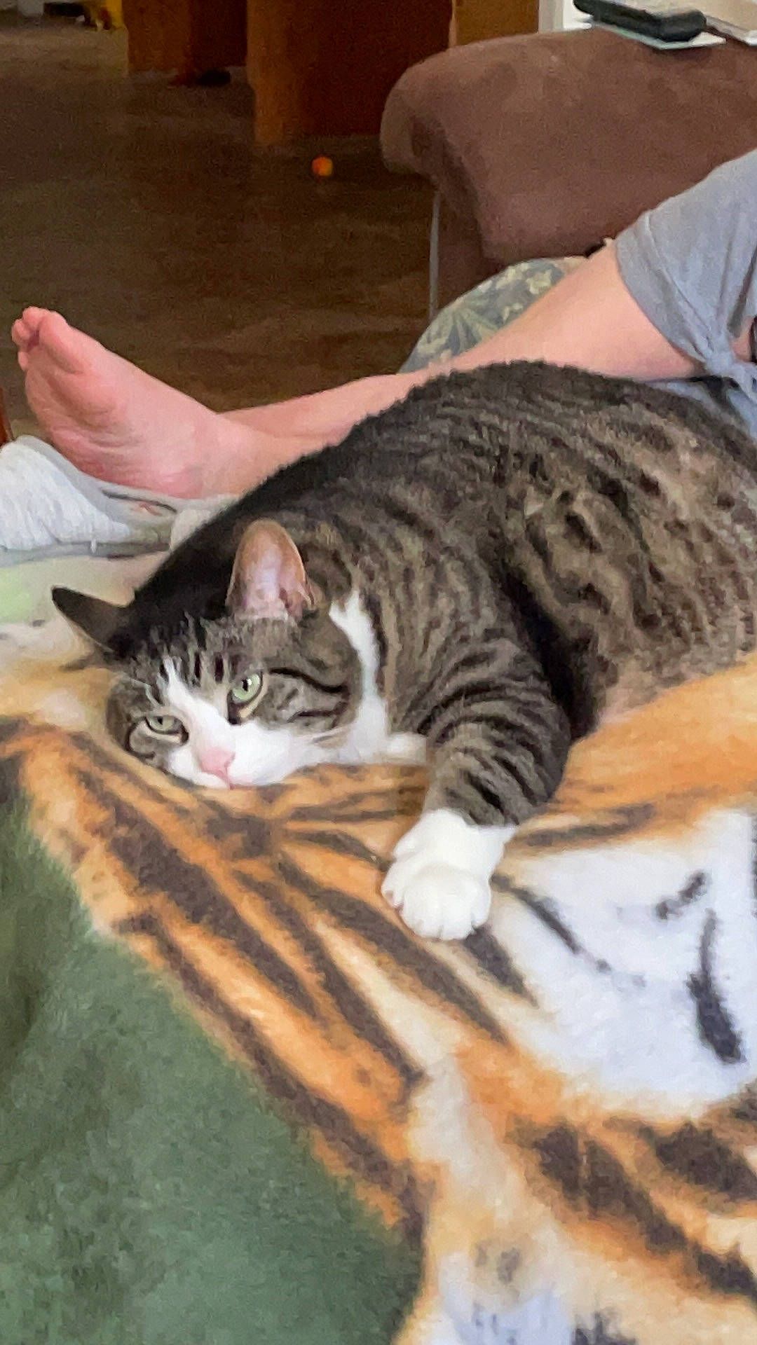 Otheo joined the competition — help win amazing prizes! carnivore, cat, claw, comfort, domestic_short_haired_cat, felidae, floor, flooring, fur, hardwood, human_leg, nap, paw, sitting, small_to_medium_sized_cats, snout, tail, terrestrial_animal, whiskers, wood