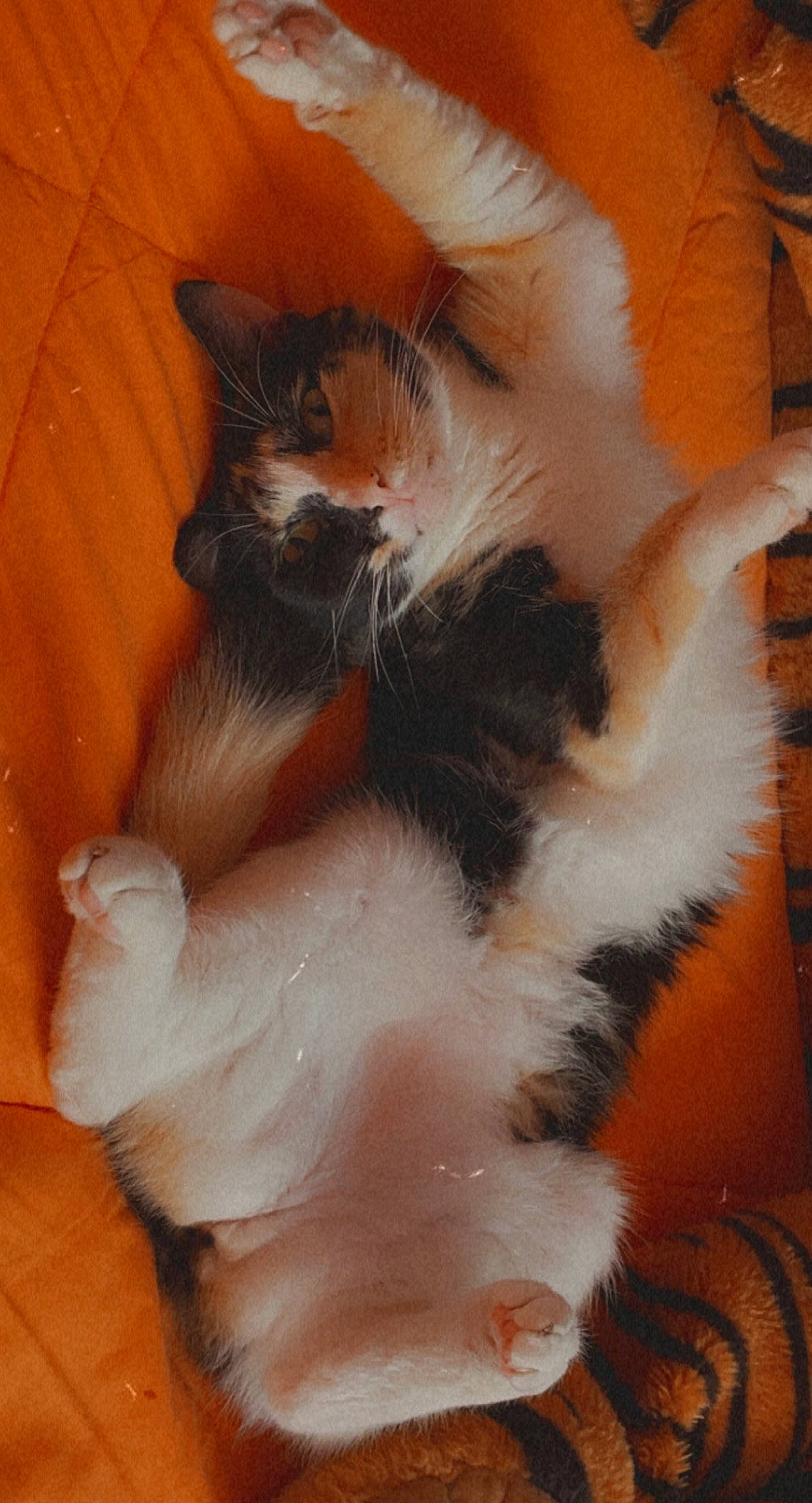 Hestia is registered to the contest to win money with this photo: carnivore, cat, claw, domestic_short_haired_cat, fawn, felidae, flooring, foot, fur, hardwood, paw, small_to_medium_sized_cats, tail, whiskers, wood