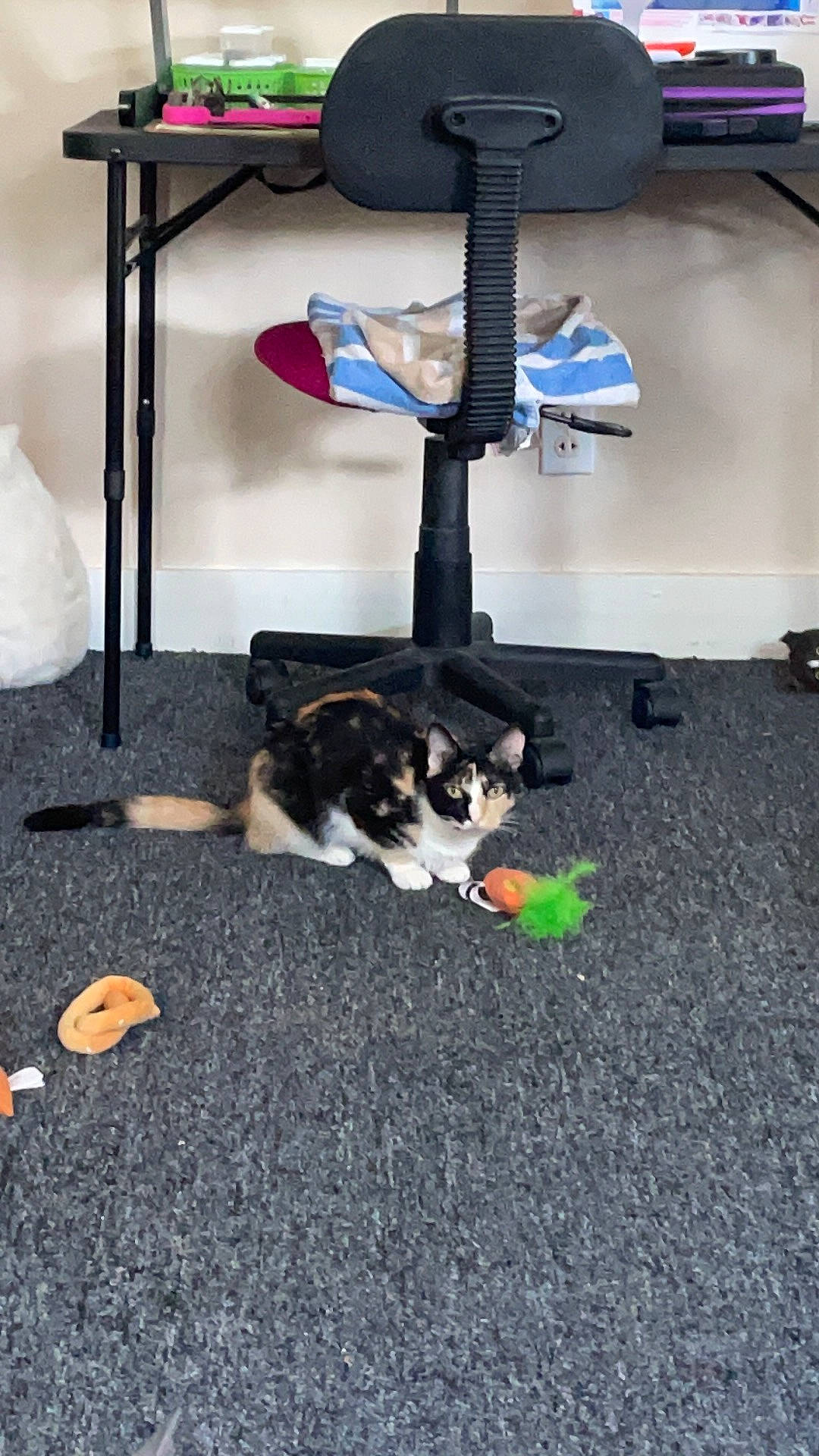 Hestia joined the competition — help win amazing prizes! canidae, carnivore, chair, companion_dog, dog, dog_breed, felidae, floor, flooring, hardwood, herding_dog, office_chair, room, small_to_medium_sized_cats, sporting_group, table, tail, wood, working_dog