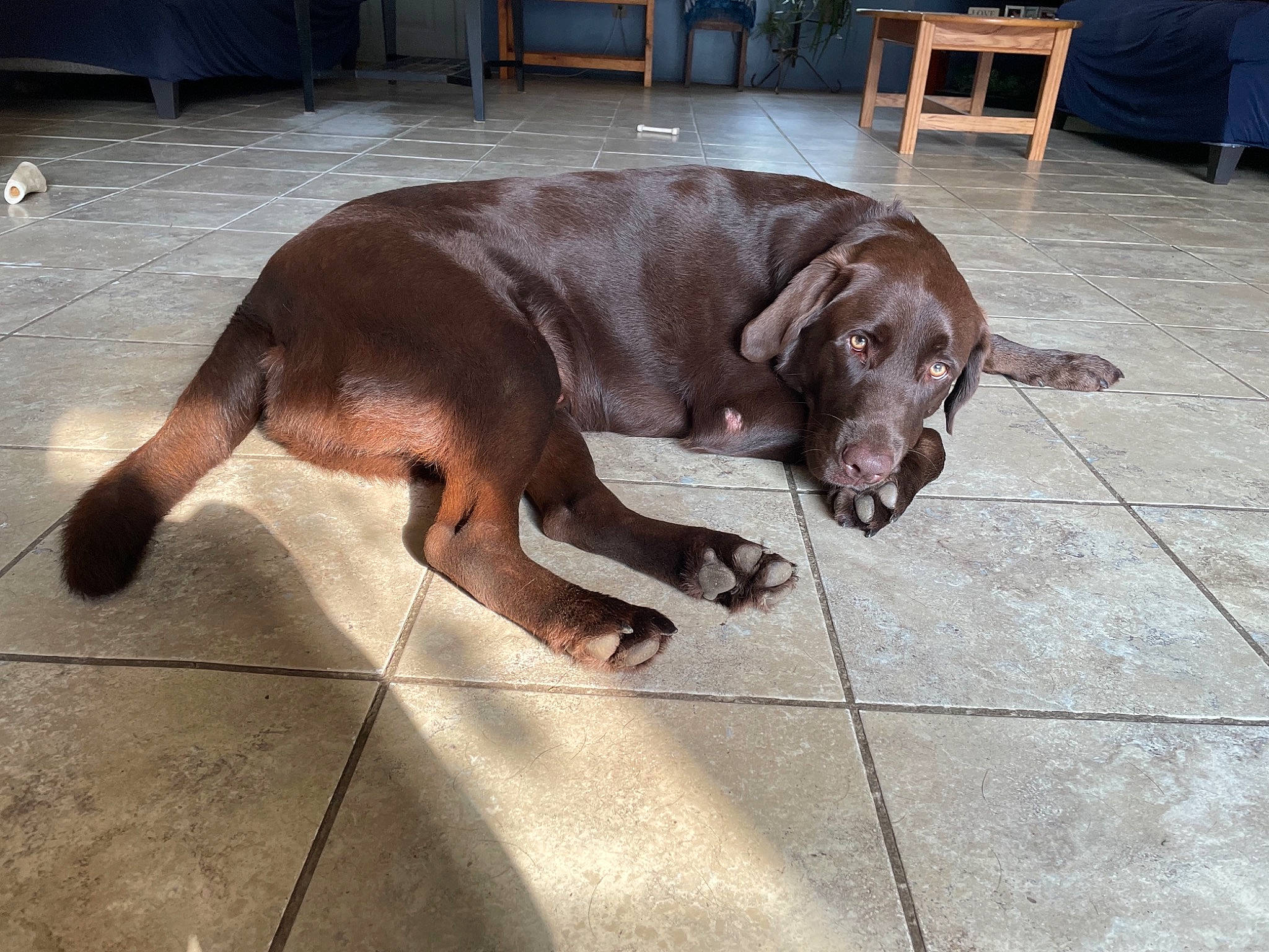 Luke joined the competition — help win amazing prizes! canidae, carnivore, chair, collar, companion_dog, dog, dog_breed, dog_collar, fawn, floor, flooring, fur, leash, liver, metal, pet_supply, retriever, snout, tail, working_animal