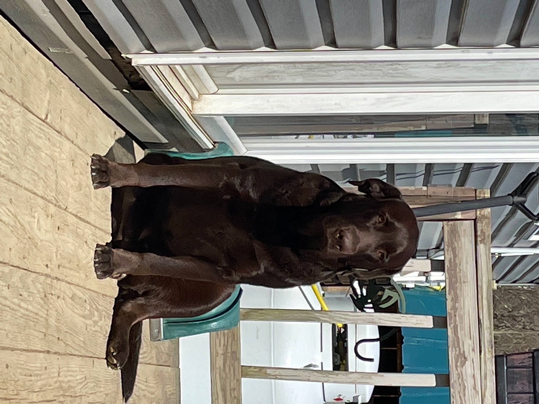 Luke joined the competition — help win amazing prizes! art, beam, bronze, bronze_sculpture, building, ceiling, daylighting, metal, monument, room, sculpture, snout, sporting_group, stallion, statue, tail, visual_arts, window, wood, working_animal