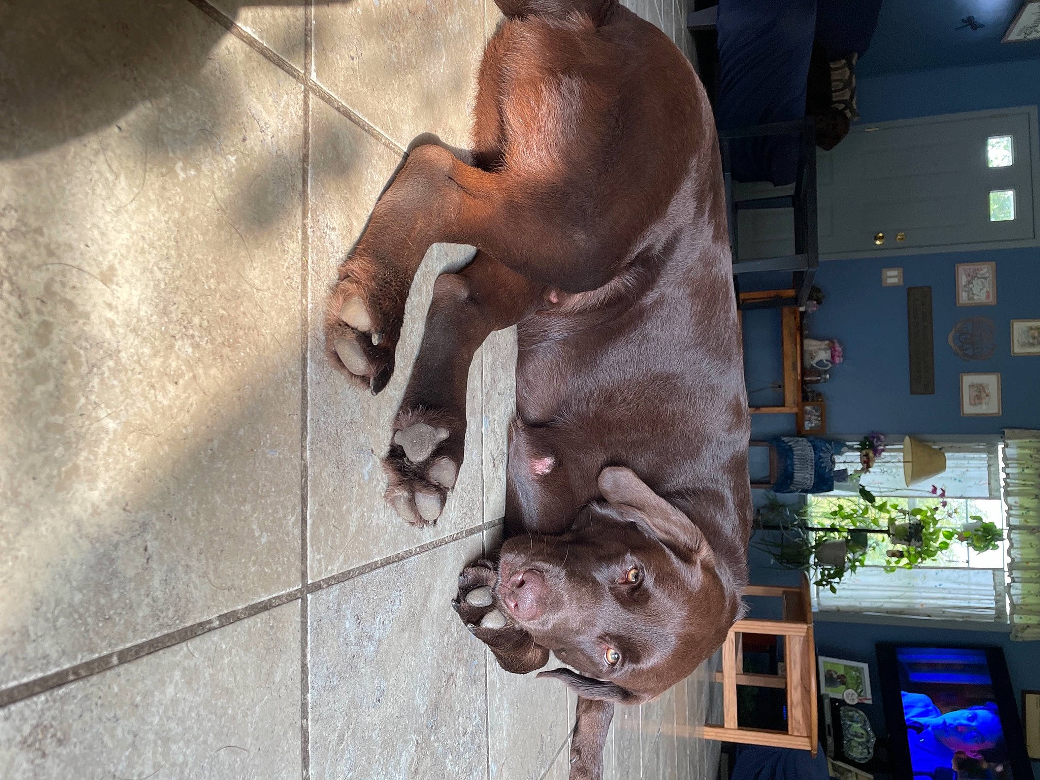 Luke is registered to the contest to win money with this photo: art, building, canidae, carnivore, dog, dog_breed, fawn, felidae, liver, metal, plant, sculpture, snout, sporting_group, statue, tail, tree, visual_arts, window, working_animal