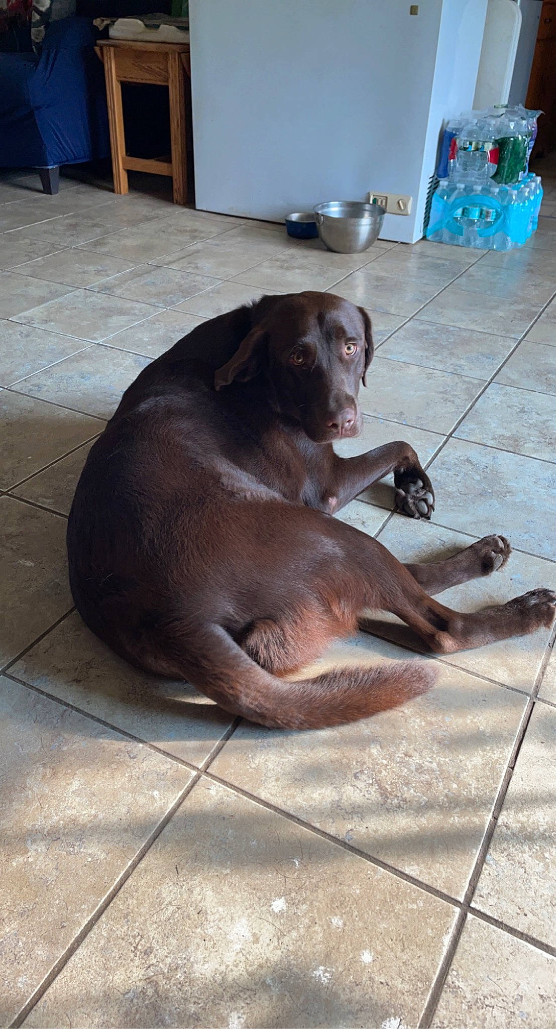 Luke is registered to the contest to win money with this photo: blue, canidae, carnivore, chair, comfort, companion_dog, dog, dog_breed, fawn, floor, flooring, hardwood, liver, non_sporting_group, pet_supply, snout, sporting_group, tail, terrestrial_animal, working_animal