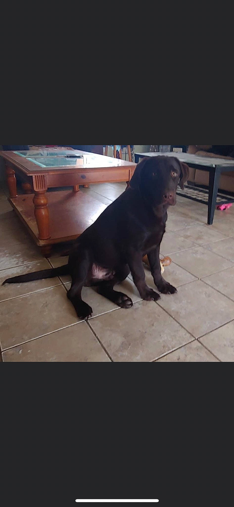 Luke is registered to the contest to win money with this photo: borador, canidae, carnivore, companion_dog, dog, dog_breed, floor, flooring, guard_dog, gun_dog, liver, metal, rectangle, snout, sporting_group, square, tail, tints_and_shades, wood, working_animal