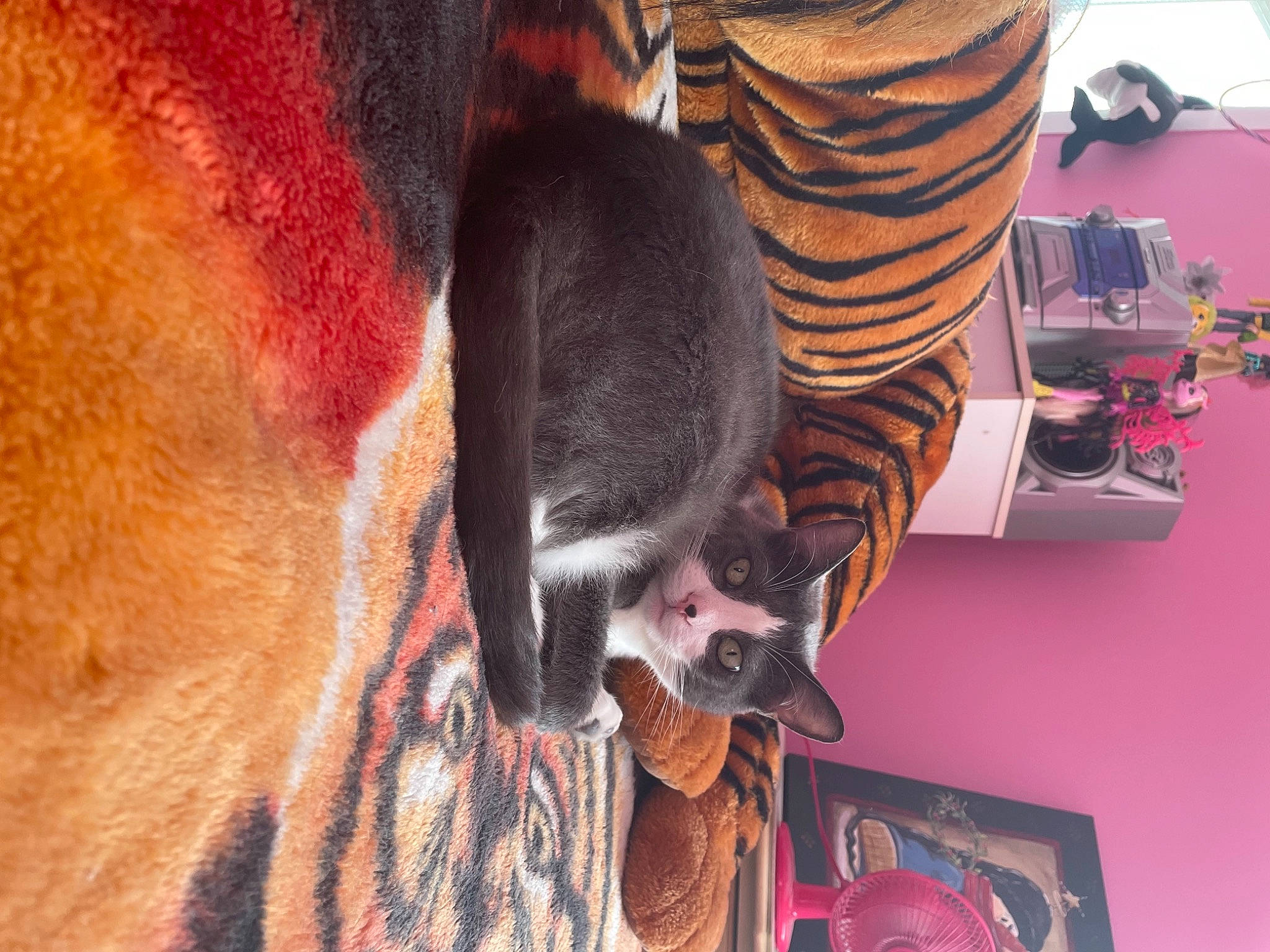 Mandy is registered to the contest to win money with this photo: canidae, carnivore, cat, collar, comfort, dog_breed, domestic_short_haired_cat, fawn, felidae, fun, fur, magenta, pet_supply, room, small_to_medium_sized_cats, snout, sporting_group, tail, whiskers