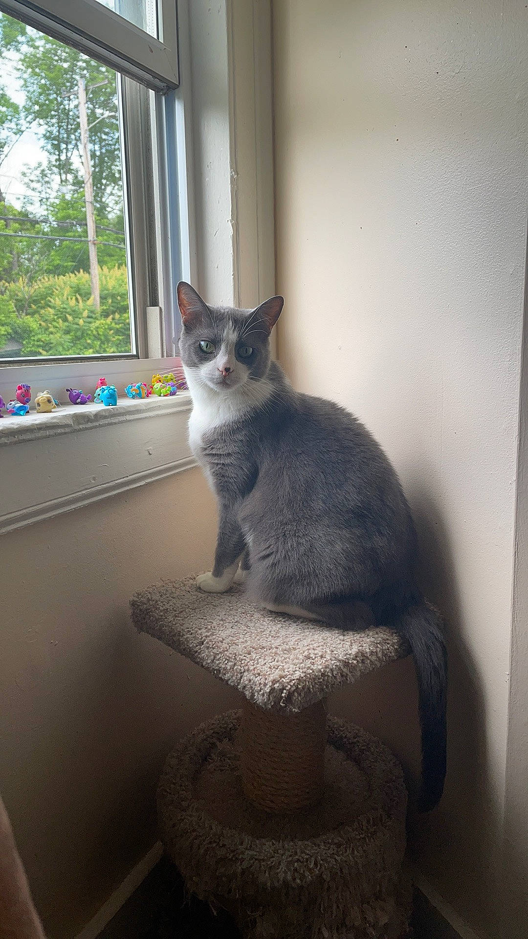 Mandy joined the competition — help win amazing prizes! carnivore, cat, comfort, curtain, domestic_short_haired_cat, felidae, fur, grey, plant, room, sash_window, sitting, small_to_medium_sized_cats, stairs, tail, tree, whiskers, window, window_blind, wood