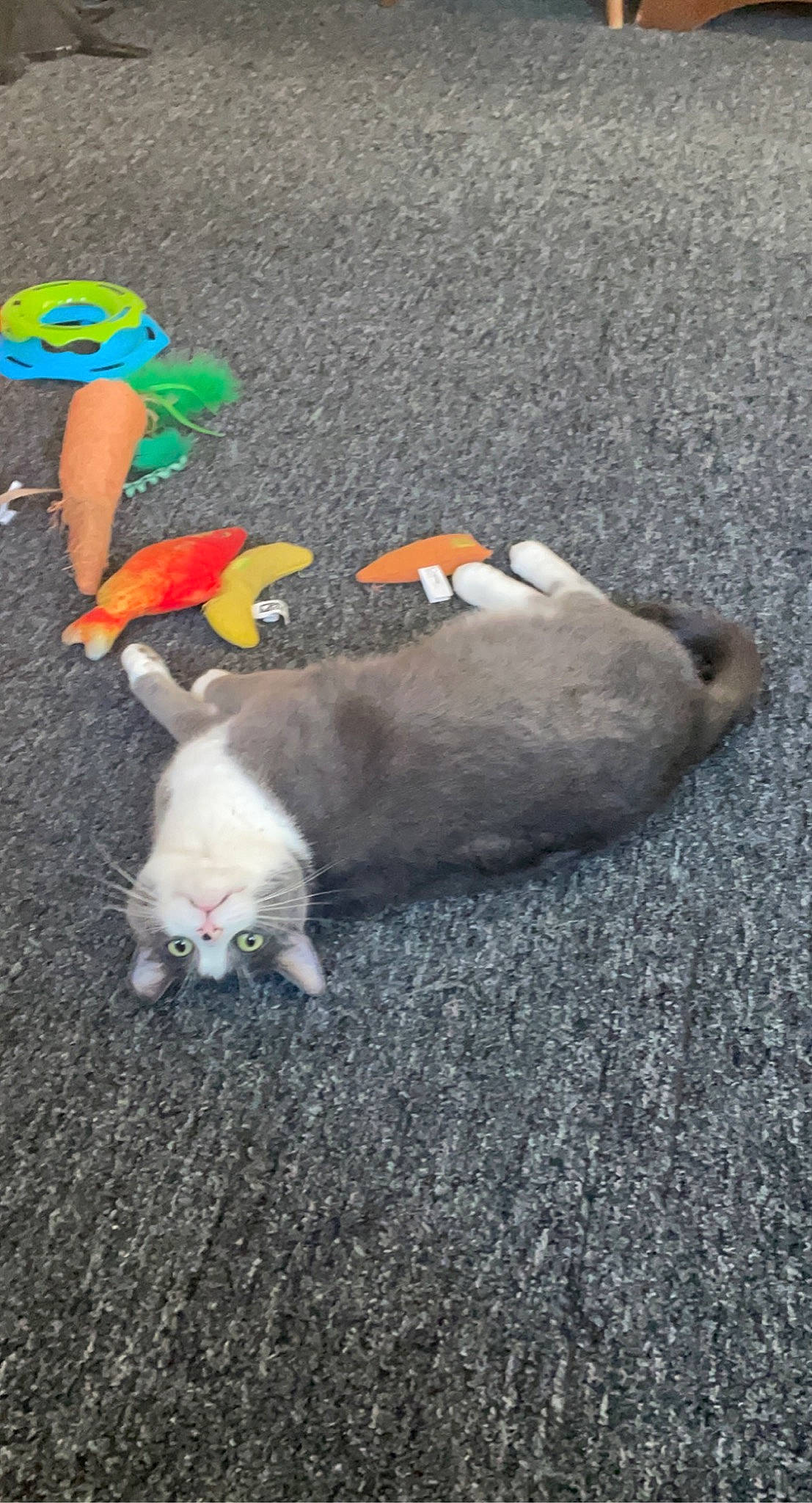 Mandy joined the competition — help win amazing prizes! asphalt, cat, companion_dog, dog_breed, domestic_short_haired_cat, fawn, felidae, fur, grey, paw, road, road_surface, sand, shadow, sidewalk, small_to_medium_sized_cats, tail, whiskers