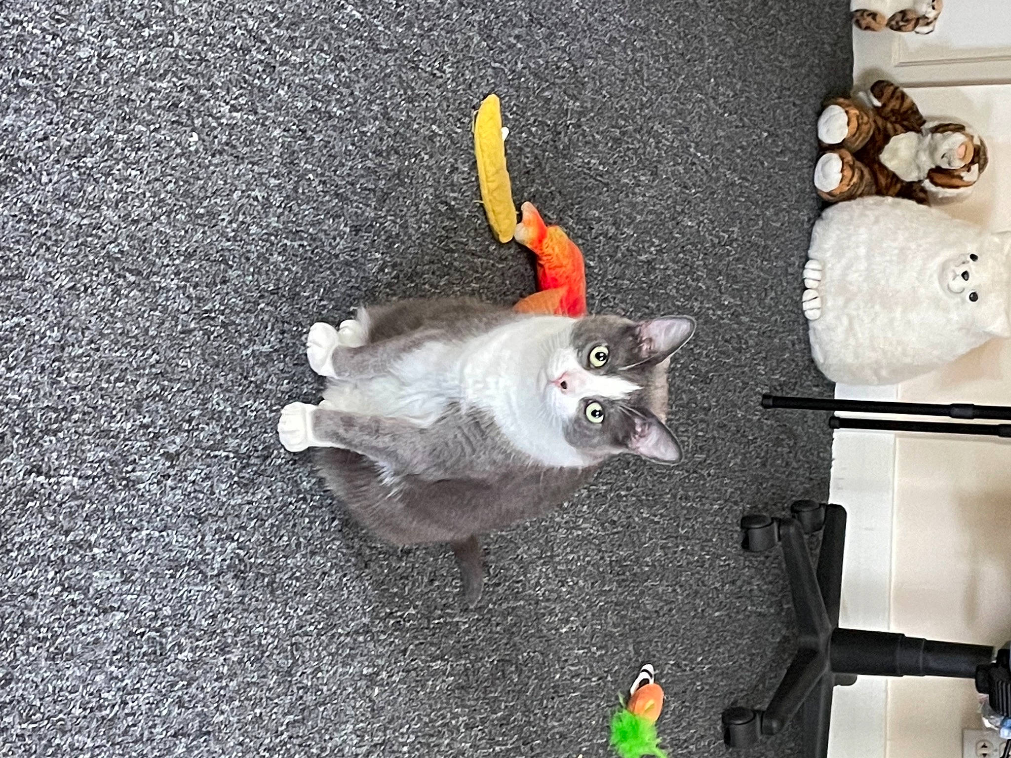 Mandy is registered to the contest to win money with this photo: asphalt, canidae, carnivore, cat, companion_dog, fashion_accessory, fawn, felidae, flooring, fur, musical_instrument, road_surface, small_to_medium_sized_cats, still_life_photography, tail, tar, teddy_bear, visual_arts, whiskers