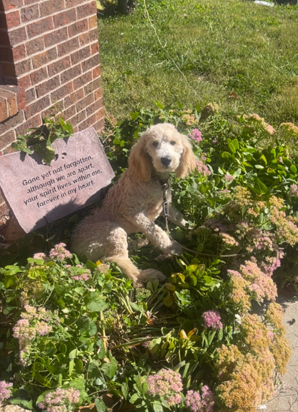 Teddy is registered to the contest to win money with this photo: annual_plant, art, botany, brick, carnivore, companion_dog, dog, dog_breed, flower, garden, gardening, grass, groundcover, landscape, landscaping, lawn, plant, shrub, sporting_group, working_animal