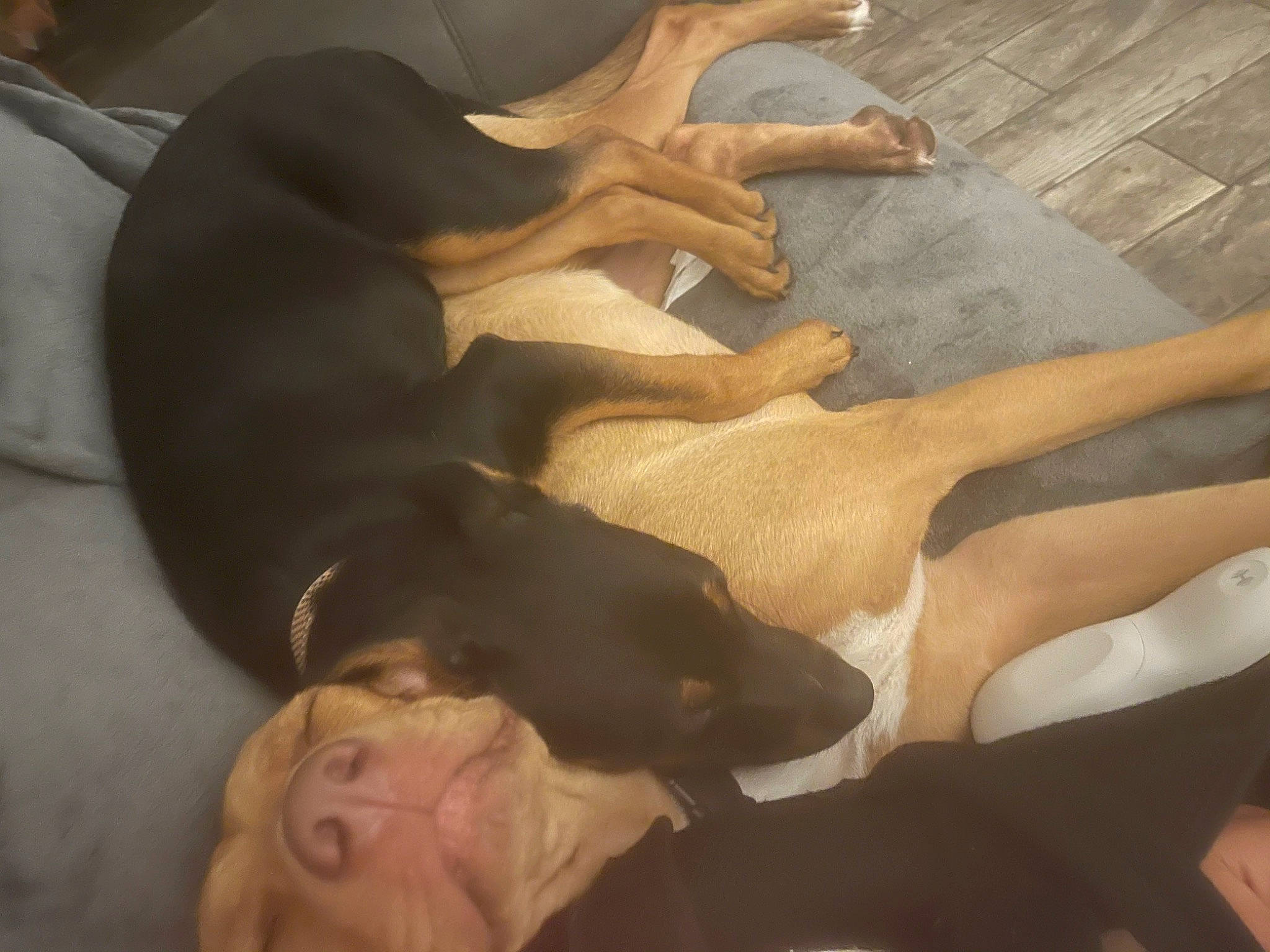 Babygirl is registered to the contest to win money with this photo: carnivore, comfort, companion_dog, dog, dog_breed, fawn, guard_dog, hardwood, mammal, non_sporting_group, sporting_group, tail, working_animal