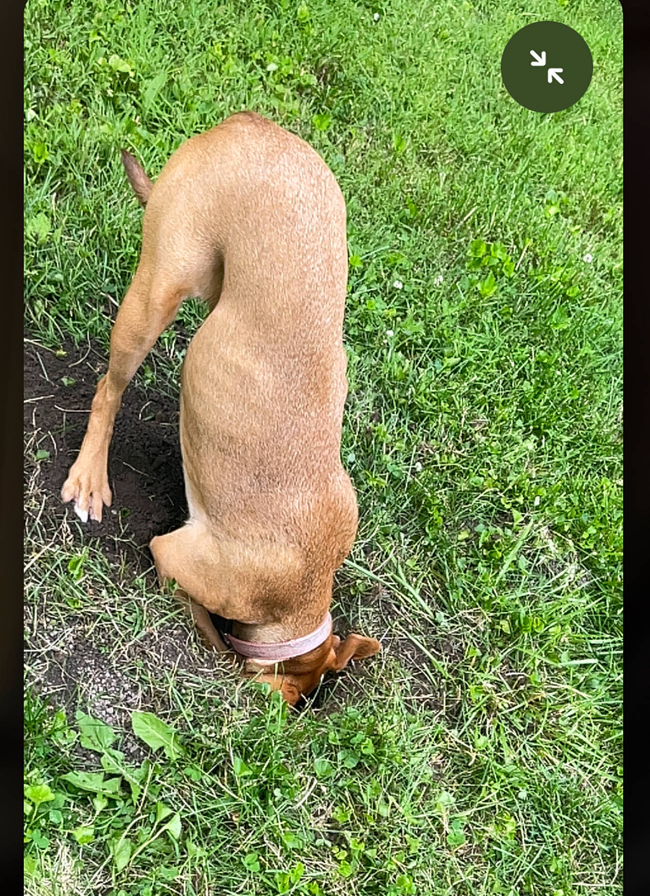 Babygirl joined the competition — help win amazing prizes! adaptation, barechested, barefoot, chest, fawn, grass, grass_family, grassland, groundcover, human_leg, knee, landscape, lawn, pasture, people_in_nature, soil, terrestrial_animal, thigh, trunk