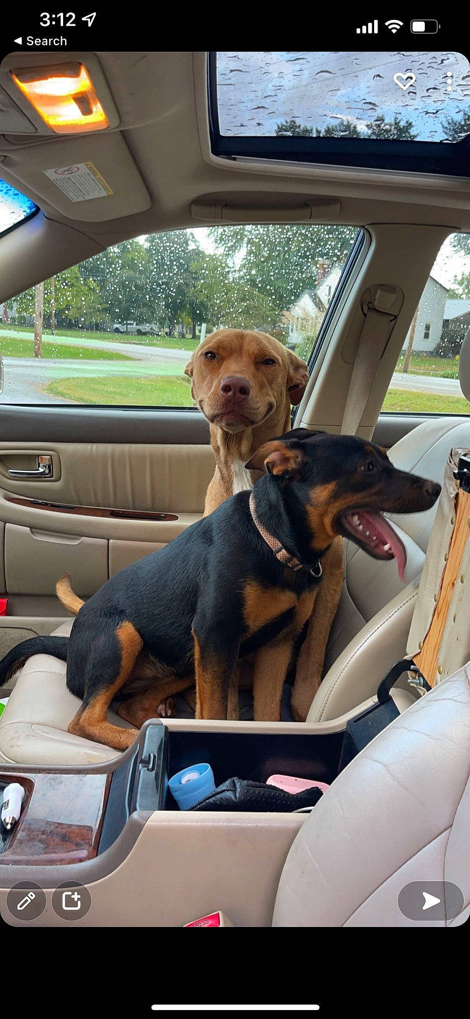 Babygirl joined the competition — help win amazing prizes! auto_part, automotive_exterior, automotive_mirror, car, car_seat, car_seat_cover, carnivore, collar, companion_dog, dog, dog_breed, fawn, land_vehicle, mode_of_transport, motor_vehicle, seat_belt, snout, steering_wheel, vehicle, vehicle_door