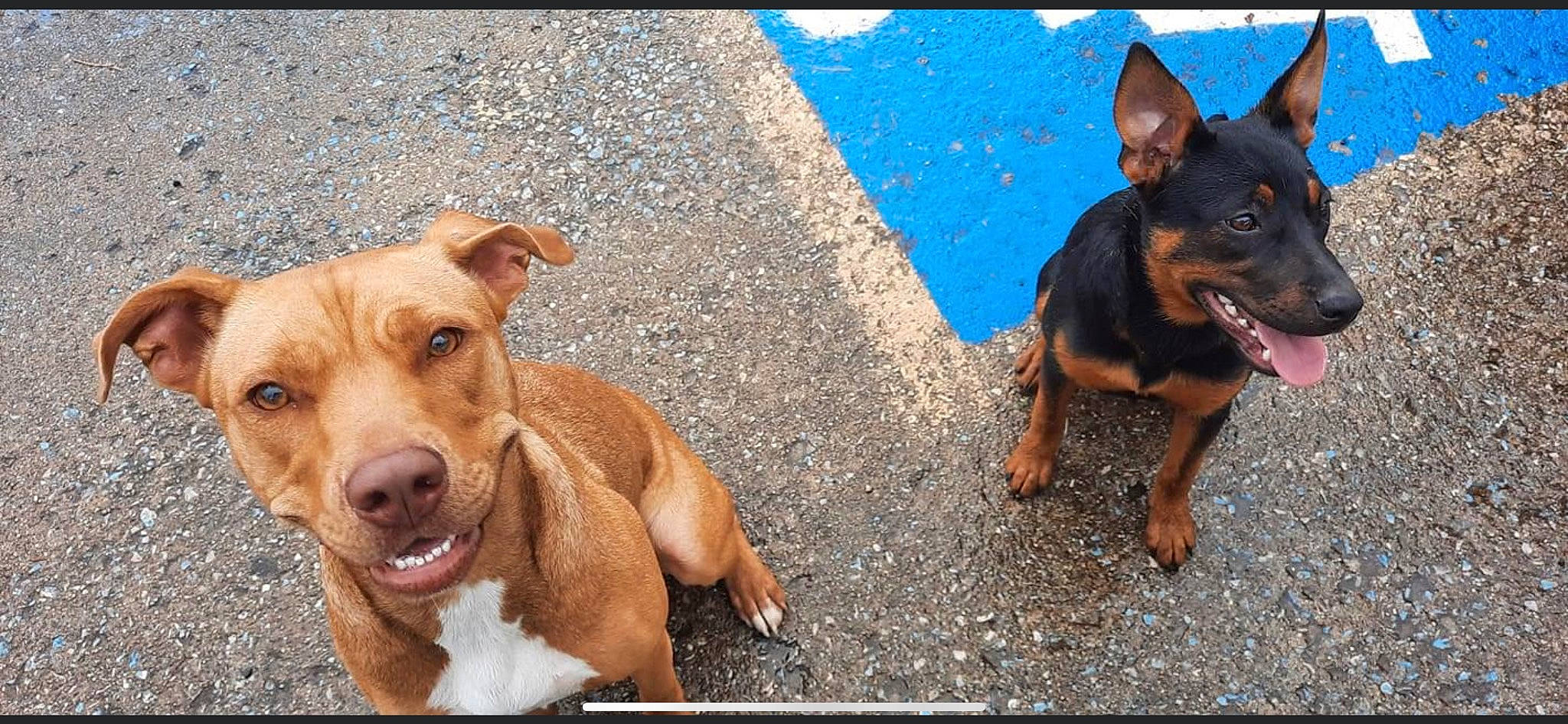 Babygirl joined the competition — help win amazing prizes! canidae, carnivore, companion_dog, dog, dog_breed, dog_supply, fawn, guard_dog, hunting_dog, liver, paw, pet_supply, pinscher, prazsky_krysarik, snout, sporting_group, street_dog, toy_dog, working_animal, working_dog