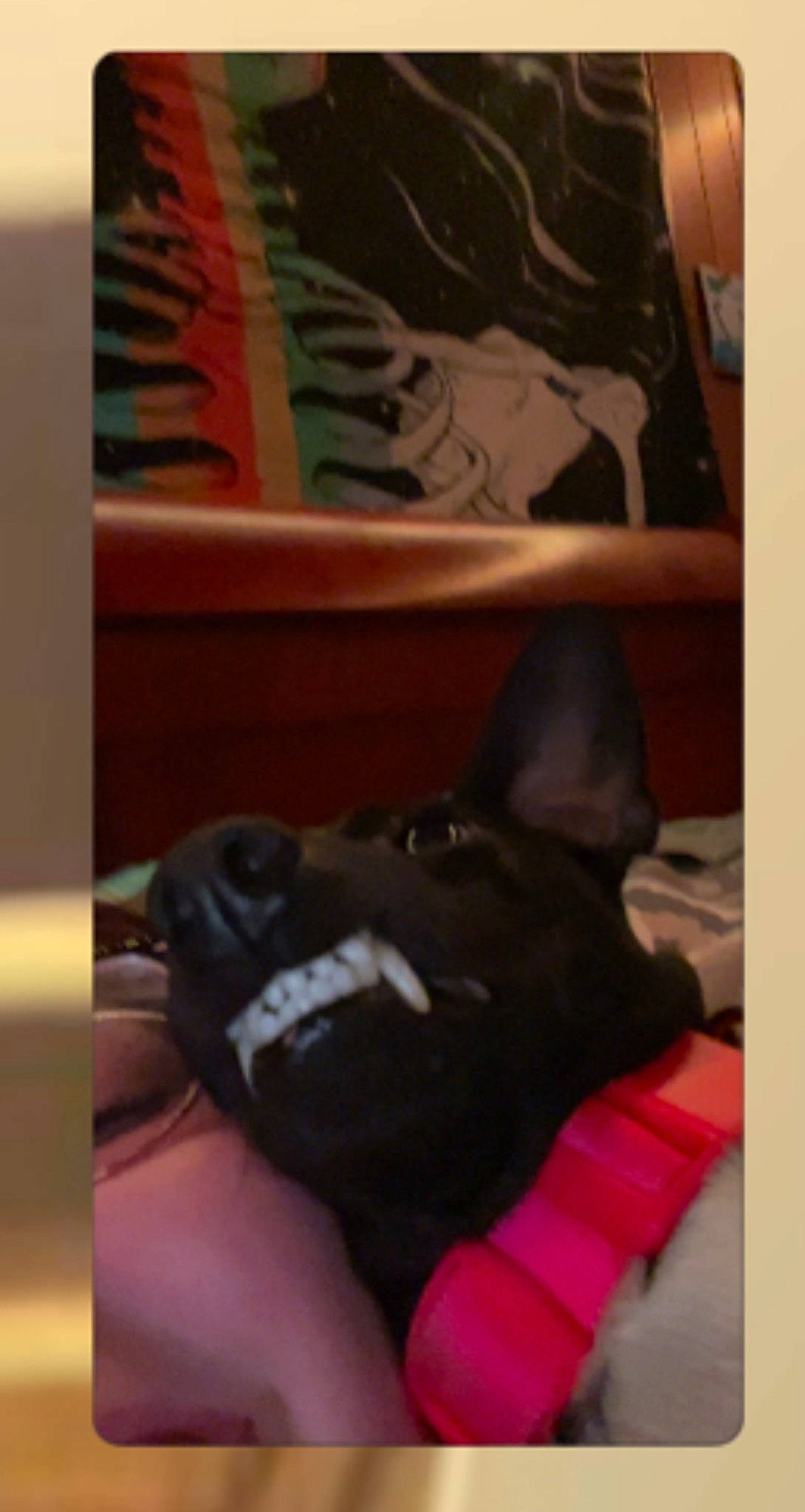 Minnie is registered to the contest to win money with this photo: black_cat, canidae, carmine, carnivore, comfort, companion_dog, dog, dog_breed, felidae, foot, fur, linens, room, small_to_medium_sized_cats, snout, sporting_group, tail, tints_and_shades, toy_dog, whiskers