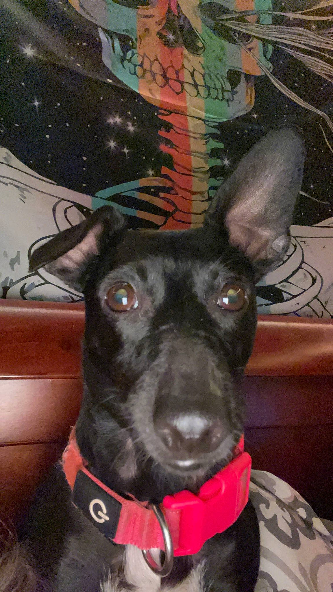 Minnie joined the competition — help win amazing prizes! canidae, carnivore, collar, companion_dog, dog, dog_breed, dog_collar, ear, eye, fawn, fur, guard_dog, head, snout, sporting_group, toy_dog, visual_arts, whiskers, working_animal, working_dog