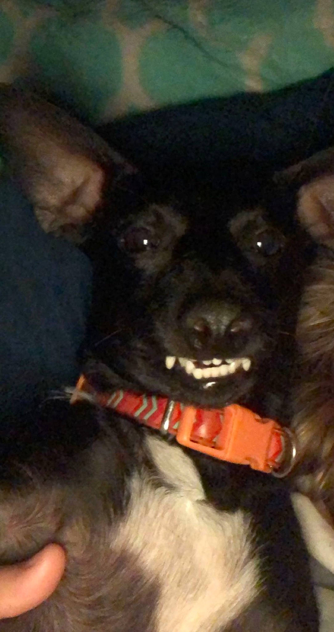 Minnie joined the competition — help win amazing prizes! borador, canidae, carnivore, collar, companion_dog, dog, dog_breed, dog_collar, ear, fur, guard_dog, non_sporting_group, puppy, snout, sporting_group, toy_dog, whiskers, working_animal, working_dog