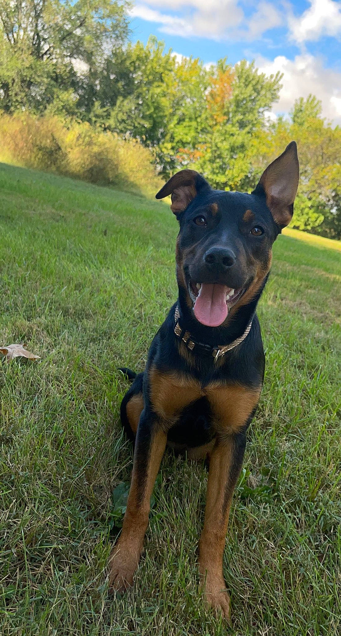 Prada is registered to the contest to win money with this photo: canidae, carnivore, cloud, collar, companion_dog, dog, dog_breed, dog_collar, fawn, grass, guard_dog, non_sporting_group, plant, sky, snout, sporting_group, tree, whiskers, working_animal, working_dog