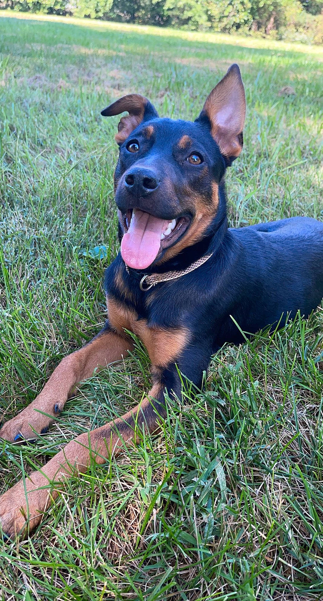 Prada is registered to the contest to win money with this photo: canidae, carnivore, collar, companion_dog, dog, dog_breed, dog_collar, dog_supply, fawn, grass, guard_dog, herding_dog, hunting_dog, plant, snout, sporting_group, working_animal, working_dog