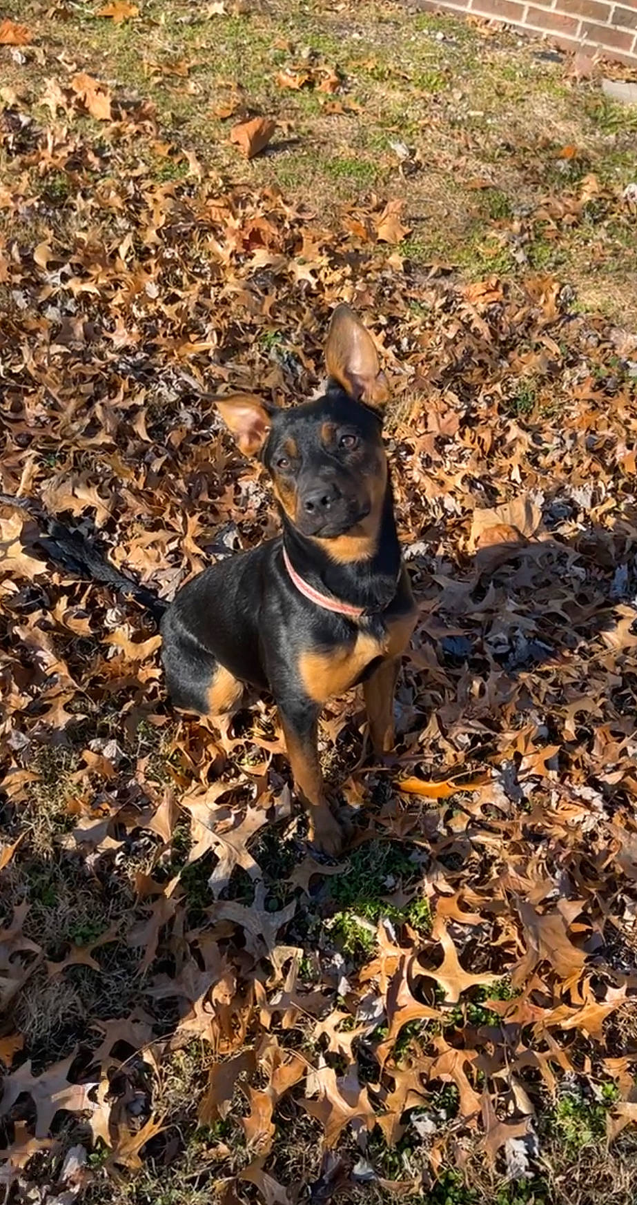 Prada joined the competition — help win amazing prizes! australian_cattle_dog, autumn, carnivore, companion_dog, dog, dog_breed, grass, guard_dog, herding_dog, lancashire_heeler, pinscher, plant, shadow, soil, tail, terrestrial_animal, toy_dog, wood, working_animal, working_dog