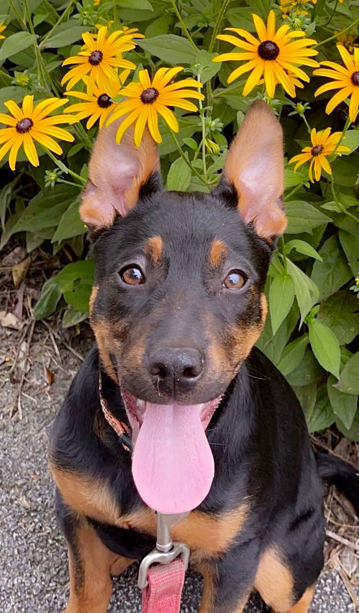 Prada is registered to the contest to win money with this photo: annual_plant, carnivore, companion_dog, daisy_family, dog, dog_breed, fawn, flower, flowering_plant, grass, green, groundcover, petal, plant, snout, sporting_group, sunflower, terrestrial_plant, whiskers, working_animal