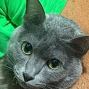 Tao a rejoint le concours — aidez-le/la à gagner de superbes lots ! cat, gray_cat, green_eyes, close_up, pet, whiskers, fur, domestic_animal, mammal, animal_face, companion, resting, human_arm, green_shirt, texture, cute, curious, indoor, portrait, friendship