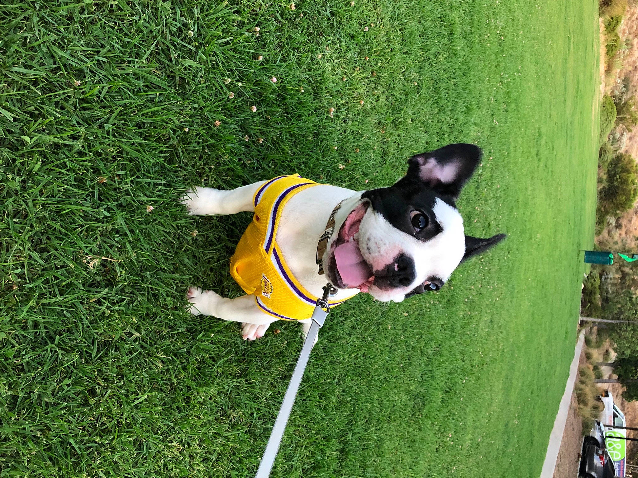 Ace Burberry joined the competition — help win amazing prizes! artificial_turf, canidae, carnivore, collar, companion_dog, dog, dog_breed, dog_collar, dog_supply, fawn, grass, lawn, leash, leisure, pet_supply, plant, snout, sporting_group, tail, toy_dog