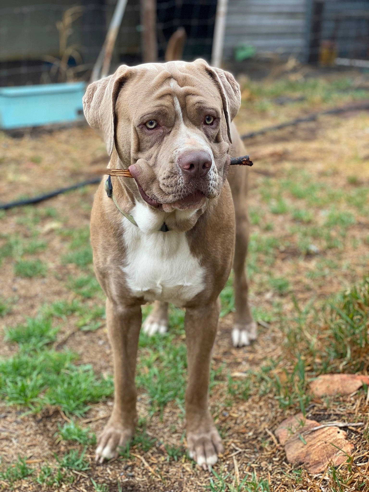 Finley joined the competition — help win amazing prizes! ancient_dog_breeds, canidae, carnivore, companion_dog, dog, dog_breed, dog_collar, fawn, grass, liver, molosser, non_sporting_group, plant, snout, soil, sporting_group, terrestrial_animal, working_animal, working_dog, wrinkle