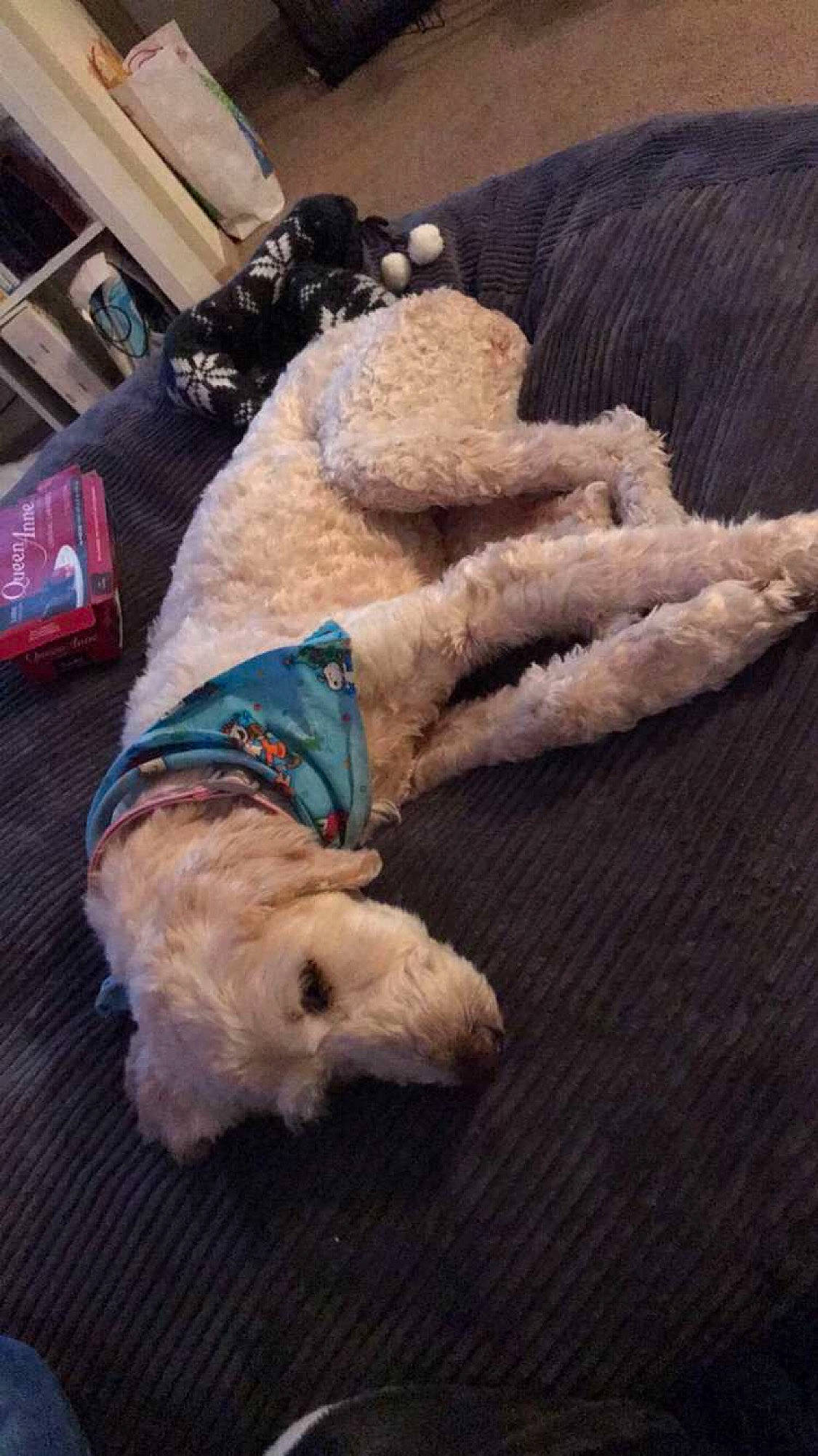 Bee is registered to the contest to win money with this photo: canidae, carnivore, cockapoo, dog, dog_breed, fawn, goldendoodle, labradoodle, non_sporting_group, puppy, sporting_group, tail