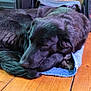 dog, black_dog, sleeping, curled_up, indoor, wooden_floor, mat, pet, resting, fur, cozy, home, animal, paw, quiet, relaxed, domestic, canine, floor, furniture