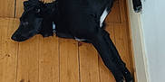 Sofia participe au concours pour gagner de l'argent avec cette photo : dog, black_dog, lying_down, wooden_floor, indoor, pet, animal, relaxed, resting, floor, tail, collar, canine, fur, domestic_animal, quiet, home, companion, sleepy, side_view