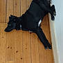 dog, black_dog, lying_down, wooden_floor, indoor, pet, animal, relaxed, resting, floor, tail, collar, canine, fur, domestic_animal, quiet, home, companion, sleepy, side_view
