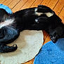 dog, black_dog, lying_down, wooden_floor, rug, blue_rug, beige_rug, pet, relaxed, playful, indoor, flooring, fur, animal, canine, paws, sleeping, resting, domestic_animal, cozy