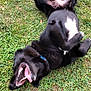 dog, black_dog, grass, outdoor, playful, happy, pet, animal, tongue, panting, rolling, nature, fur, collar, canine, summer, daylight, grass_patch, joyful, relaxed
