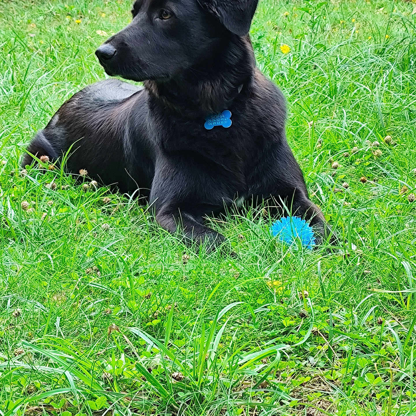 Sofia