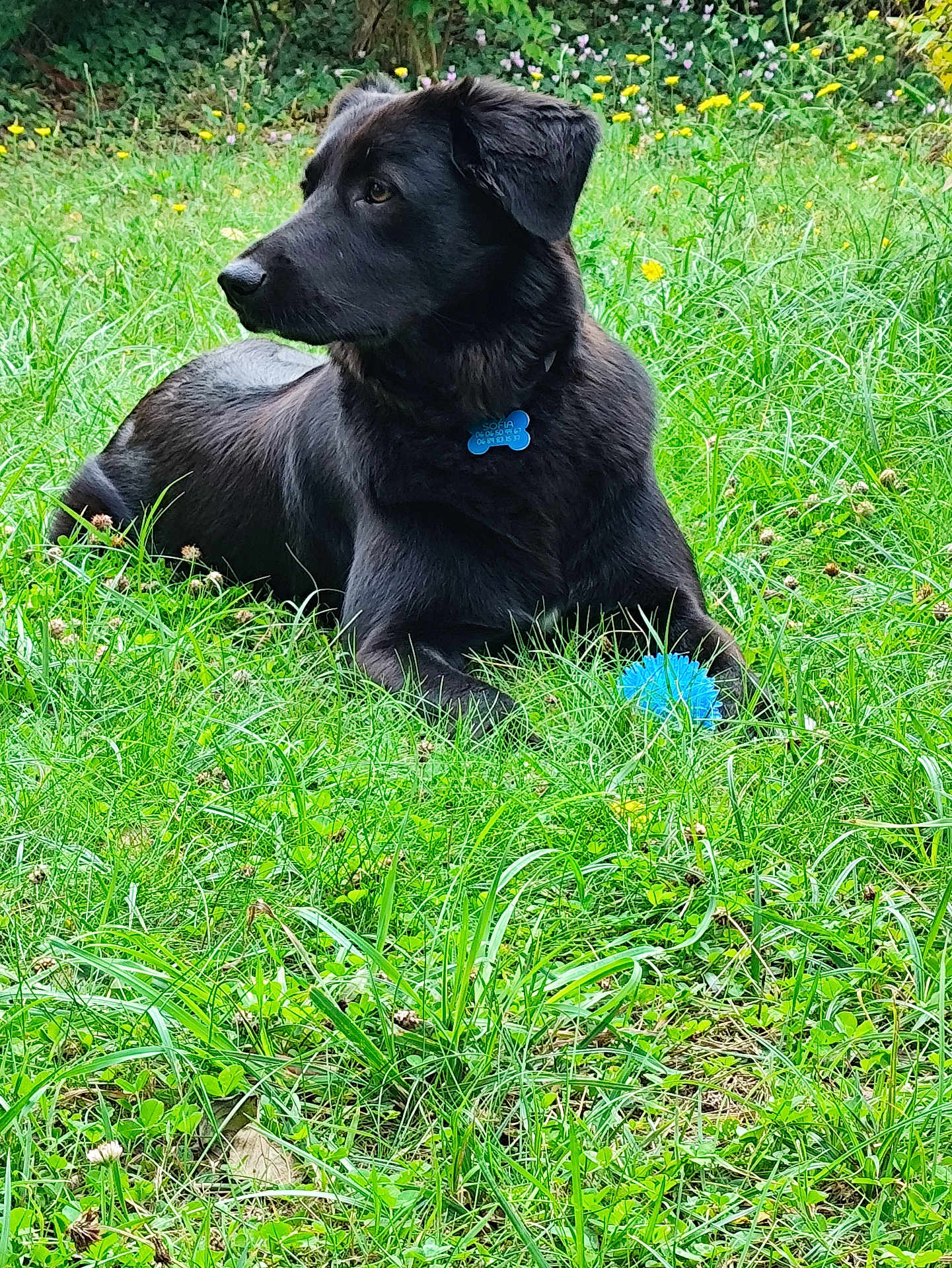 Sofia
